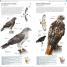 Thumbnail image of AMNH Pocket Birds of North America Western Region - 2