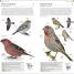 Thumbnail image of AMNH Pocket Birds of North America Western Region - 6