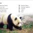 DK Super Readers Level 1 Save the Pandas - thumbnail of spread image 1 Thumbnail image of DK Super Readers Level 1 Save the Pandas - 1