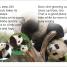 DK Super Readers Level 1 Save the Pandas - thumbnail of spread image 2 Thumbnail image of DK Super Readers Level 1 Save the Pandas - 2