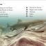 DK Super Readers Level 1 Life of a Baby Lemon Shark - thumbnail of spread image 1 Thumbnail image of DK Super Readers Level 1 Life of a Baby Lemon Shark - 1