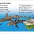 DK Super Readers Level 1 Life of a Baby Lemon Shark - thumbnail of spread image 2 Thumbnail image of DK Super Readers Level 1 Life of a Baby Lemon Shark - 2