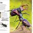 Insect - thumbnail of spread image 2 Thumbnail image of Insect - 2