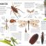 Insect - thumbnail of spread image 4 Thumbnail image of Insect - 4
