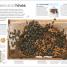 Insect - thumbnail of spread image 5 Thumbnail image of Insect - 5