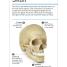 Our World in Pictures Human Body Flash Cards - thumbnail of spread image 1 Thumbnail image of Our World in Pictures Human Body Flash Cards - 1