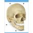 Our World in Pictures Human Body Flash Cards - thumbnail of spread image 2 Thumbnail image of Our World in Pictures Human Body Flash Cards - 2
