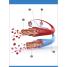 Our World in Pictures Human Body Flash Cards - thumbnail of spread image 4 Thumbnail image of Our World in Pictures Human Body Flash Cards - 4