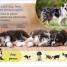 DK Super Readers Pre-Level English-Spanish bilingual Farm Animals – Los animales de la granja - thumbnail of spread image 2 Thumbnail image of DK Super Readers Pre-Level English-Spanish bilingual Farm Animals – Los animales de la granja - 2