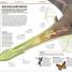 Knowledge Encyclopedia Plants and Fungi! - thumbnail of spread image 1 Thumbnail image of Knowledge Encyclopedia Plants and Fungi! - 1