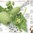 Knowledge Encyclopedia Plants and Fungi! - thumbnail of spread image 2 Thumbnail image of Knowledge Encyclopedia Plants and Fungi! - 2