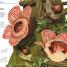 Knowledge Encyclopedia Plants and Fungi! - thumbnail of spread image 4 Thumbnail image of Knowledge Encyclopedia Plants and Fungi! - 4