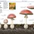 Knowledge Encyclopedia Plants and Fungi! - thumbnail of spread image 5 Thumbnail image of Knowledge Encyclopedia Plants and Fungi! - 5