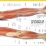 El gran libro del cuerpo humano (The Complete Human Body) - thumbnail of spread image 2 Thumbnail image of El gran libro del cuerpo humano (The Complete Human Body) - 2