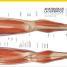 El gran libro del cuerpo humano (The Complete Human Body) - thumbnail of spread image 3 Thumbnail image of El gran libro del cuerpo humano (The Complete Human Body) - 3