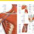 El gran libro del cuerpo humano (The Complete Human Body) - thumbnail of spread image 4 Thumbnail image of El gran libro del cuerpo humano (The Complete Human Body) - 4