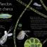 Maravillas del mundo acuático (An Anthology of Aquatic Life) - thumbnail of spread image 5 Thumbnail image of Maravillas del mundo acuático (An Anthology of Aquatic Life) - 5