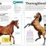 My Book of Horses and Ponies - thumbnail of spread image 1 Thumbnail image of My Book of Horses and Ponies - 1