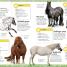 My Book of Horses and Ponies - thumbnail of spread image 3 Thumbnail image of My Book of Horses and Ponies - 3