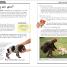 Thumbnail image of KISS Guide To Raising a Puppy - 1