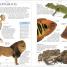 Thumbnail image of Encyclopedia of Animals - 5