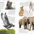 Thumbnail image of Encyclopedia of Animals - 9