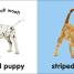 Thumbnail image of Puppies and Kittens - 1