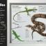 Everything You Need to Know About Frogs and Other Slippery Creatures - thumbnail of spread image 4 Thumbnail image of Everything You Need to Know About Frogs and Other Slippery Creatures - 4