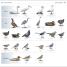 What's that Bird? - thumbnail of spread image 10 Thumbnail image of What's that Bird? - 10