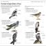 What's that Bird? - thumbnail of spread image 9 Thumbnail image of What's that Bird? - 9