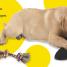 Thumbnail image of Touch and Feel: Puppy - 2