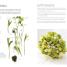 Thumbnail image of Flower Arranging - 1