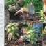 Thumbnail image of RHS How to Garden - 2