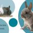 Thumbnail image of Touch and Feel Baby Animals - 1