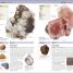 Thumbnail image of Nature Guide Rocks and Minerals - 8