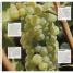 1000 Great Wines That Won't Cost a Fortune - thumbnail of spread image 1 Thumbnail image of 1000 Great Wines That Won't Cost a Fortune - 1