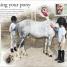 Thumbnail image of How To...Horse Riding - 5