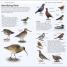 Thumbnail image of RSPB What's that Bird? - 6