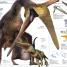 Thumbnail image of Knowledge Encyclopedia Dinosaur! - 6