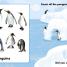 Thumbnail image of Animal Counting - 5