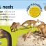 Thumbnail image of First Facts Dinosaurs - 6