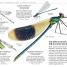 Thumbnail image of DK Natural History Insects - 2