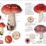 Thumbnail image of Mushrooms - 4