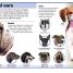 Thumbnail image of Pocket Genius: Dogs - 1