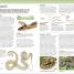 Thumbnail image of Nature Guide: Snakes and Other Reptiles and Amphibians - 6