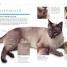 Thumbnail image of 101 Essential Tips: Cat Care - 4