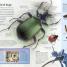 Thumbnail image of Eyewitness Explorer: Bug Hunter - 1