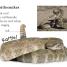 Thumbnail image of DK Readers L0: Snakes Slither and Hiss - 3