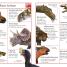 The Big Book of Dinosaurs - thumbnail of spread image 1 Thumbnail image of The Big Book of Dinosaurs - 1