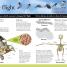 Thumbnail image of Everything You Need to Know About Birds - 2